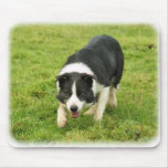Border Collie 8M054D-05 Mouse Mat