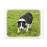 Border Collie 8M054D-05 Post Card
