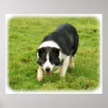 Border Collie 8M054D-05 Poster