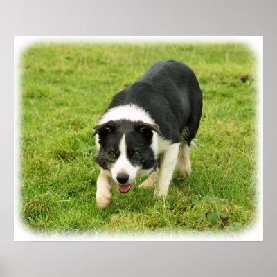 Border Collie 8M054D-05 Poster by TraffordPhotos