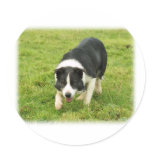 Border Collie 8M054D-05 Stickers