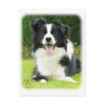 Border Collie 9A014D-14 Postcard