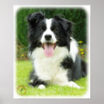 Border Collie 9A014D-14 Print