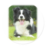 Border Collie 9A014D-14 Round Sticker