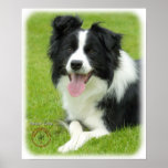 Border Collie 9A014D-25 Poster