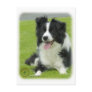 Border Collie 9A015D-10_2 Postcard