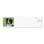 Border Collie 9A015D-10 Bumper Stickers