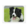Border Collie 9A015D-10 Post Cards
