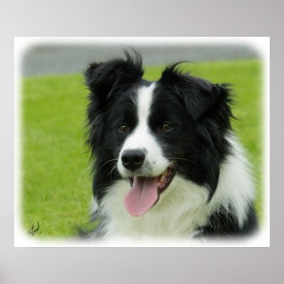 Border Collie 9A015D-10 Posters by TraffordPhotos