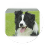 Border Collie 9A015D-10 Round Sticker