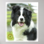 Border Collie 9A015D-24_2 Print