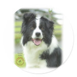 Border Collie 9A015D-24_2 Stickers