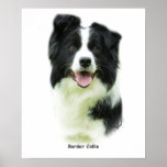 Border Collie 9A015D-24 Poster
