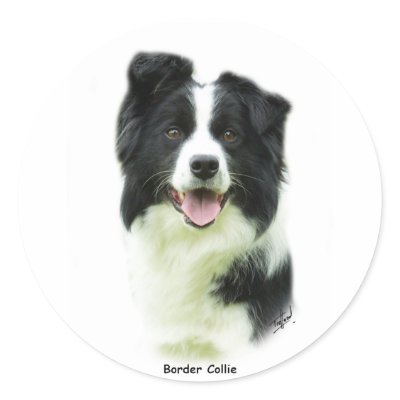 Border Collie 9A015D-24 Sticker by TraffordPhotos