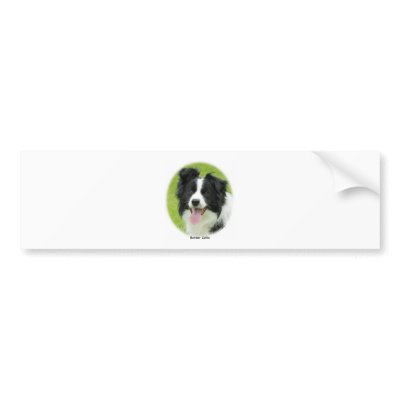 Border Collie 9A14D-25 Bumper Sticker by TraffordPhotos