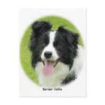 Border Collie 9A14D-25 Post Card
