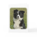 Border Collie 9B62D-18 Cards