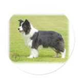 Border Collie 9R071D-059 Sticker