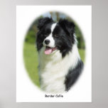 Border Collie 9T085D-101 Poster