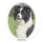 Border Collie 9T085D-101 Round Sticker