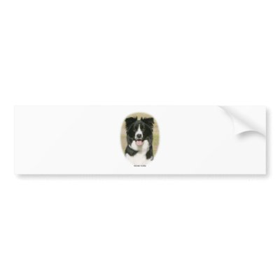 Border Collie 9Y411D-009 Bumper Stickers by TraffordPhotos