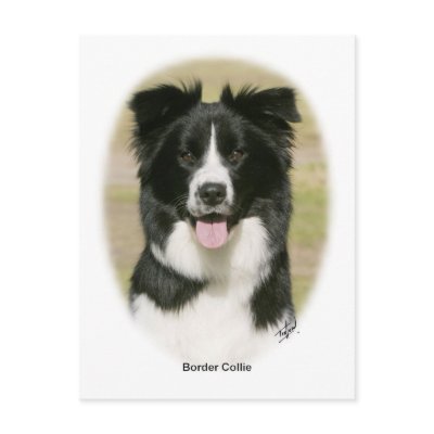 Border Collie 9Y411D-009 Post Card by TraffordPhotos