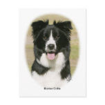 Border Collie 9Y411D-009 Post Card