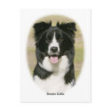 Border Collie 9Y411D-009 postcards