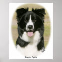 Border Collie 9Y411D-009 posters