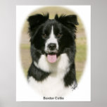 Border Collie 9Y411D-009 Posters