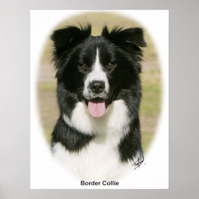 Border Collie 9Y411D-009 Posters by TraffordPhotos