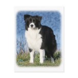 Border Collie 9Y551D-092 Postcard