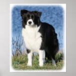 Border Collie 9Y551D-092 Posters