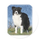 Border Collie 9Y551D-092 Round Sticker