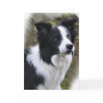 Border Collie Art Gifts Greeting Cards