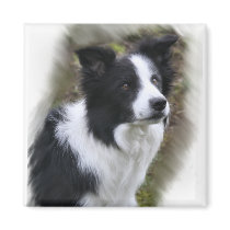 Border Collie Art Gifts Magnet