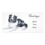 Border Collie Blue Merle Photo Card photo cards