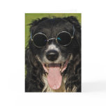 Border Collie Card