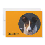 Border Collie - Dixie Invite