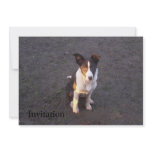 Border Collie - Dixie Custom Invite