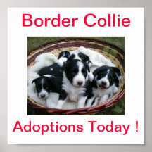 Border Collie Dog Adoptions Today Sign Poster