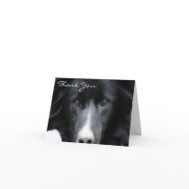 Border Collie Face Dog Thank You Card
