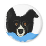 Border Collie Face