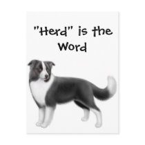 Border Collie Herding Postcard