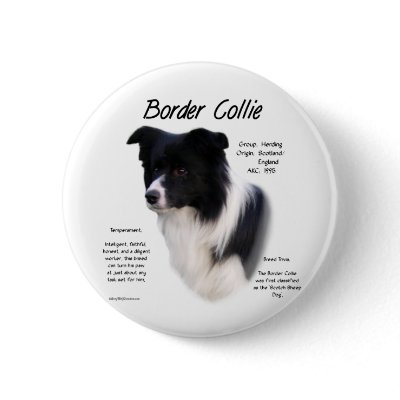 Border Collie History Design by GreyWolfCreation