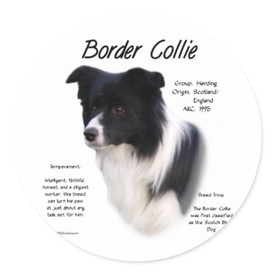 Border Collie History Design by GreyWolfCreation