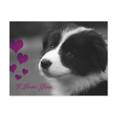 Border Collie, I Love You.. Post Cards by DevonSun