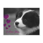 Border Collie, I Love You.. postcards