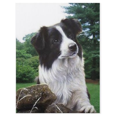 Border collie in park custom flyer by Ceyzpurplestang