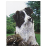 Border collie in park flyers